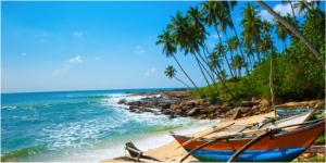 boat and palm